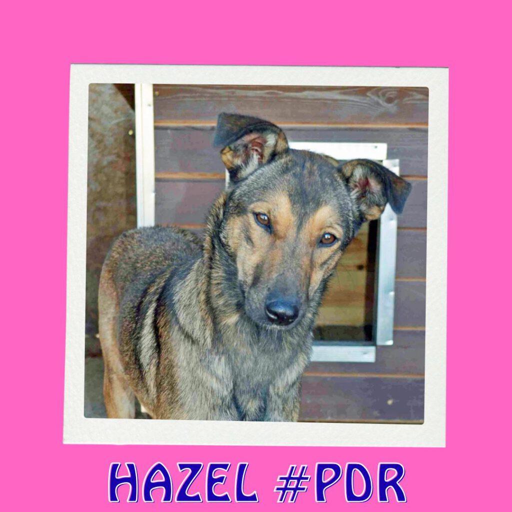 HAZEL #PDR_Vorschau