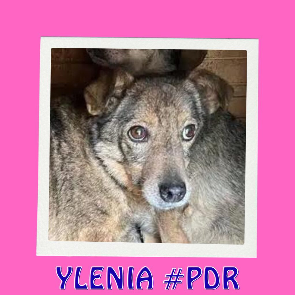 YLENIA #PDR_Vorschau