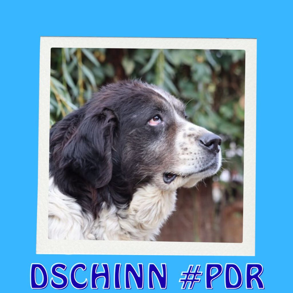 Dschinn #PDR_Vorschau