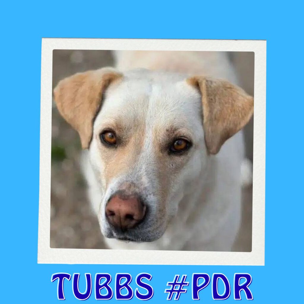 TUBBS #PDR_Vorschau