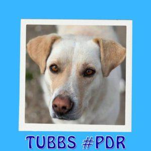 TUBBS #PDR_Vorschau