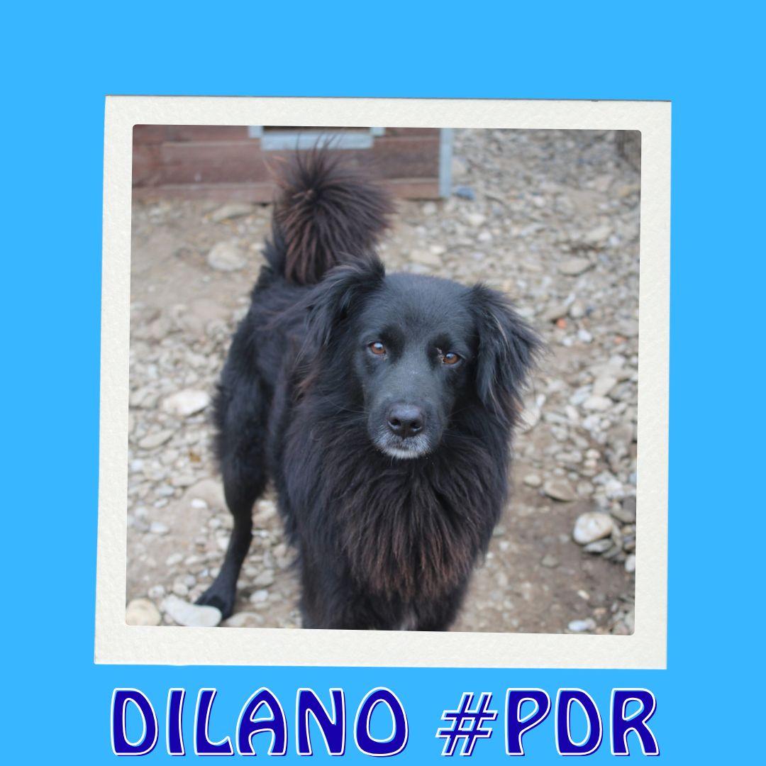 DILANO #PDR