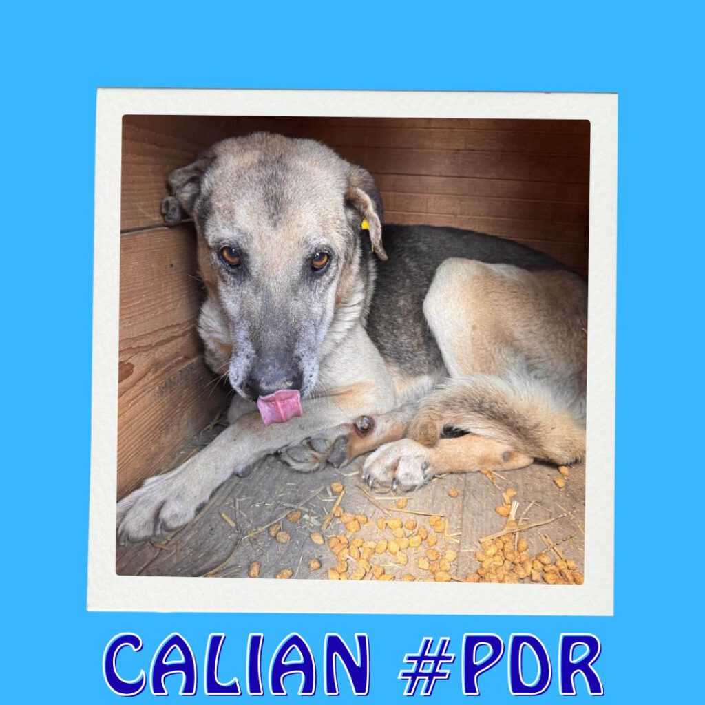 CALIAN #PDR_Vorschau