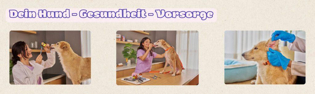 deinHund-Gesundheit-Vorsorge