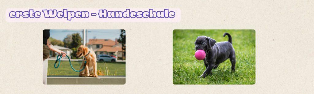 ersteHundeschule