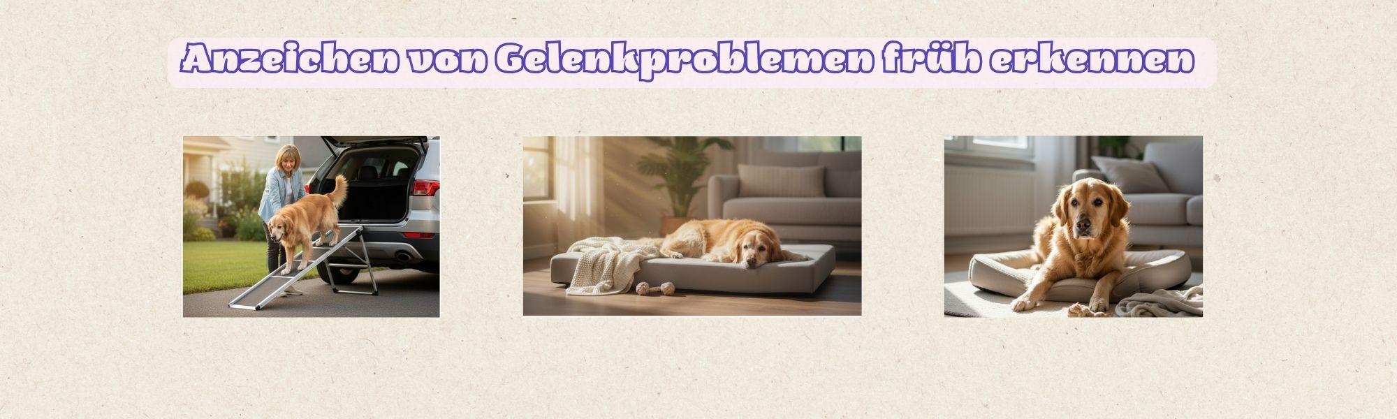 GelenkproblemeHund
