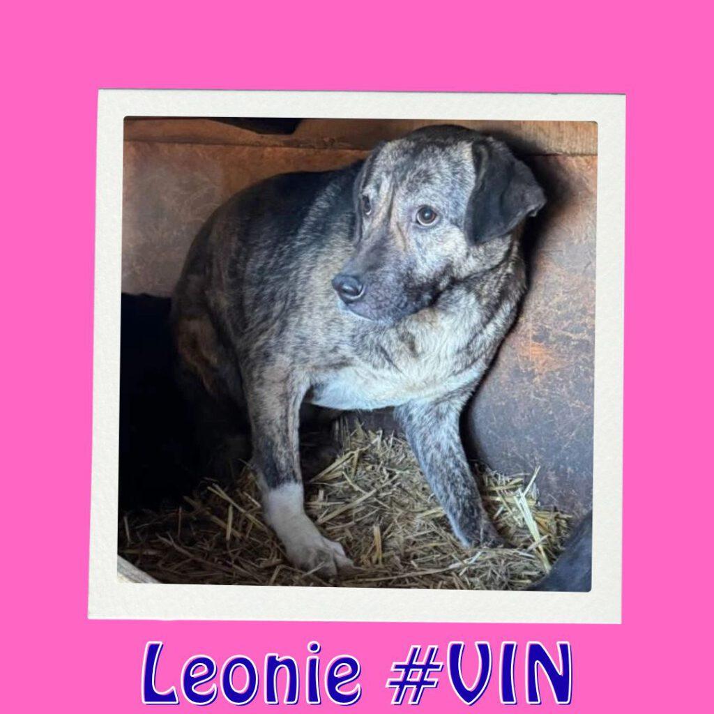 Leonie #VIN