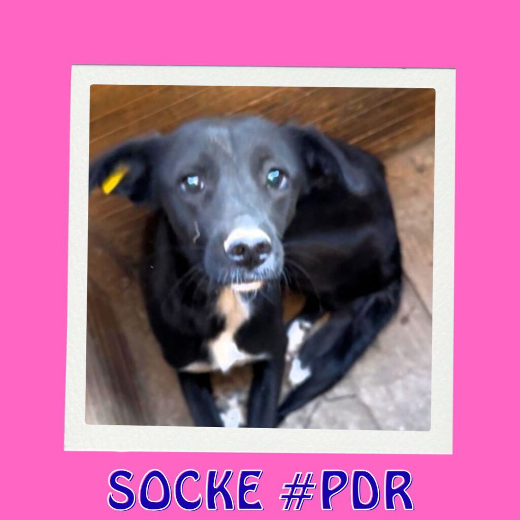SOCKE #PDR