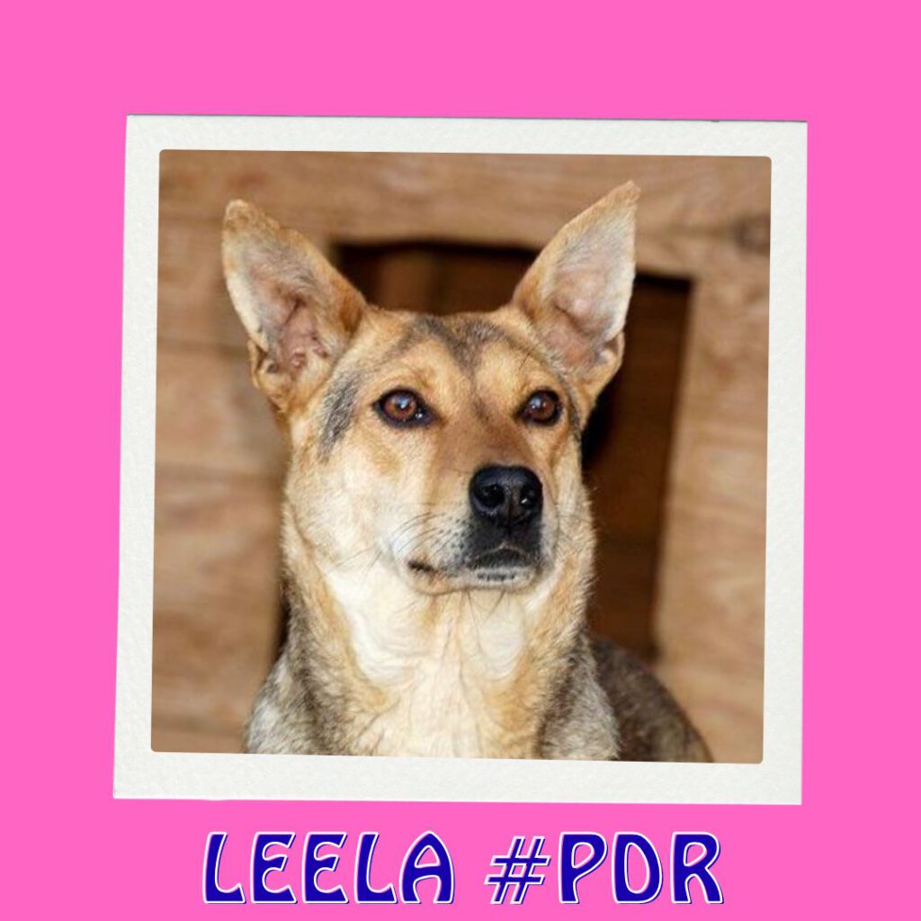 LEELA #PDR