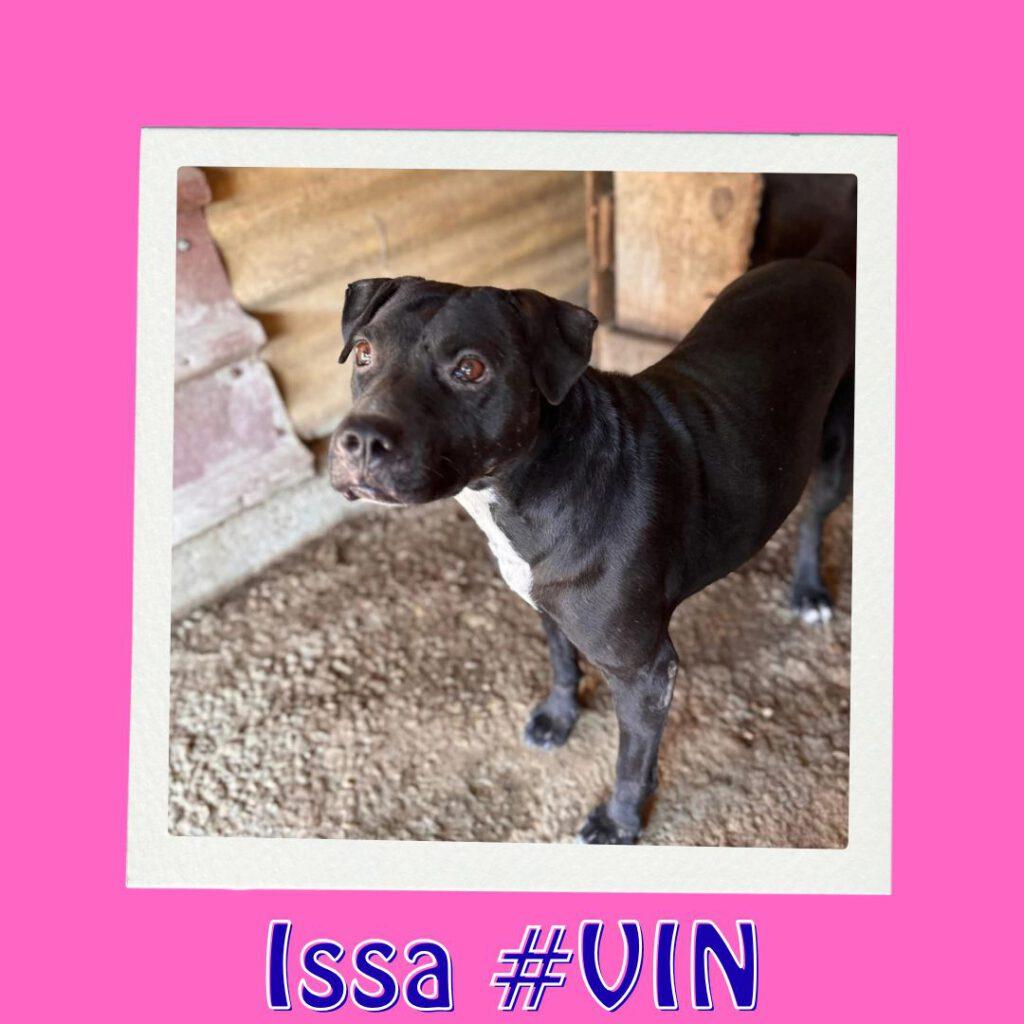 Issa #VIN