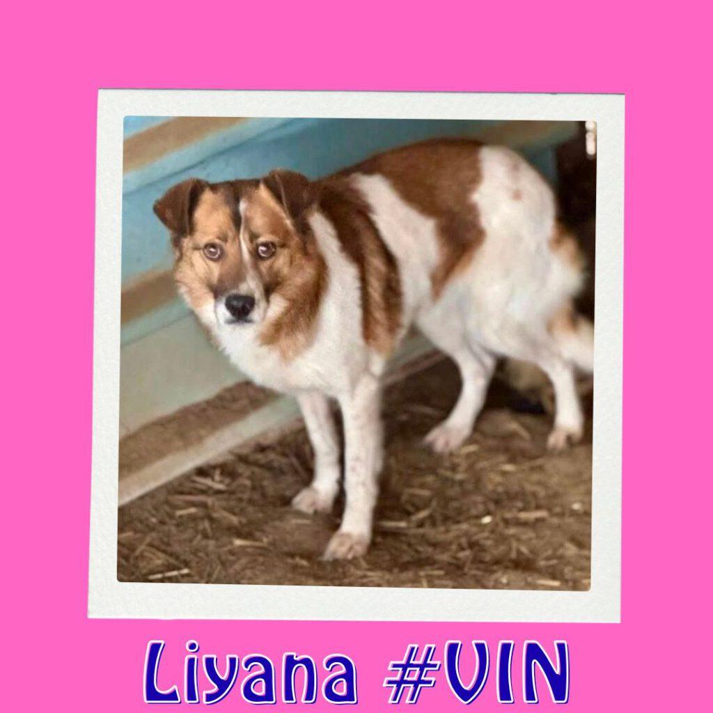 Liyana #VIN