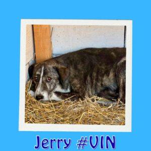 Jerry #VIN