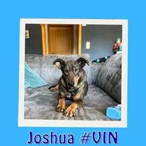 Joshua #VIN
