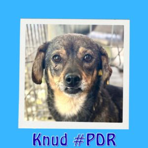 KNUD #PDR