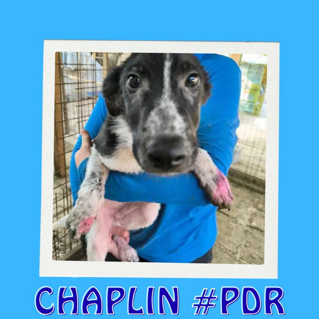 CHAPLIN #PDR