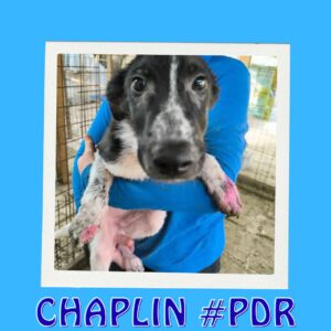 CHAPLIN #PDR
