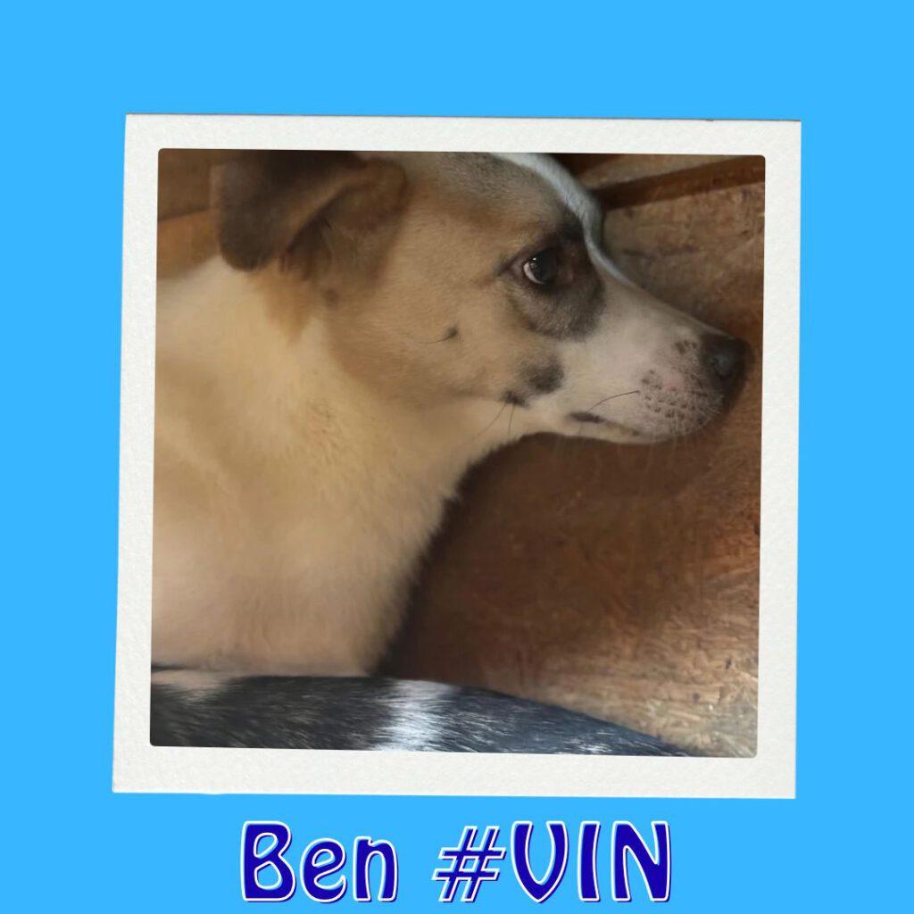 Ben #VIN