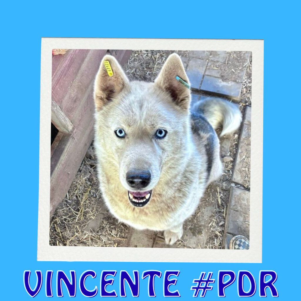 VINCENTE #PDR