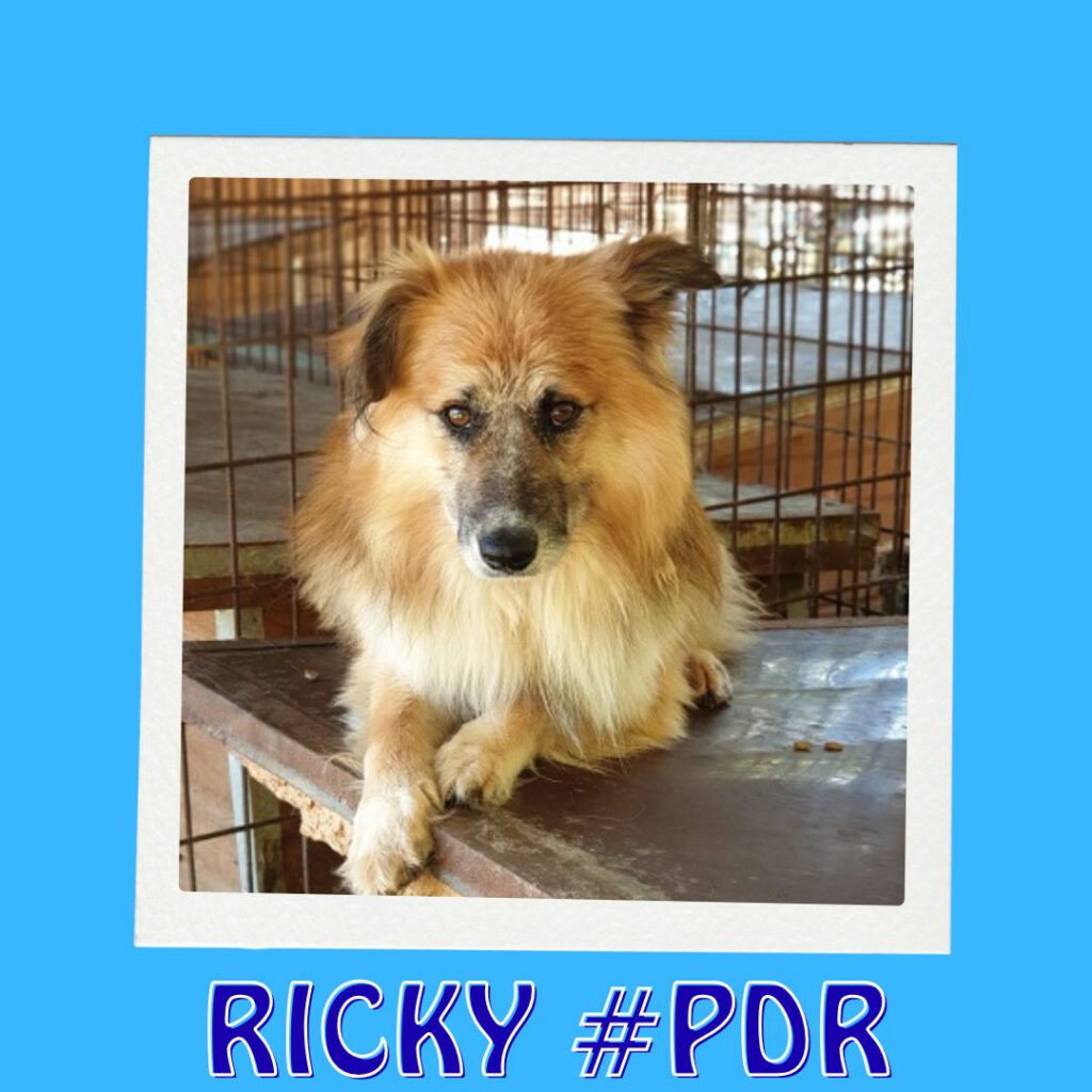 RICKY #PDR