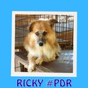 RICKY #PDR
