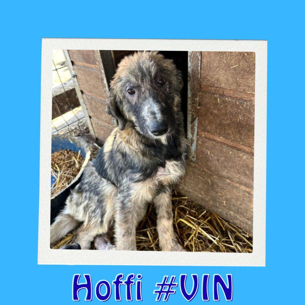 HOFFI #VIN