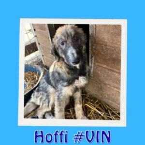 HOFFI #VIN