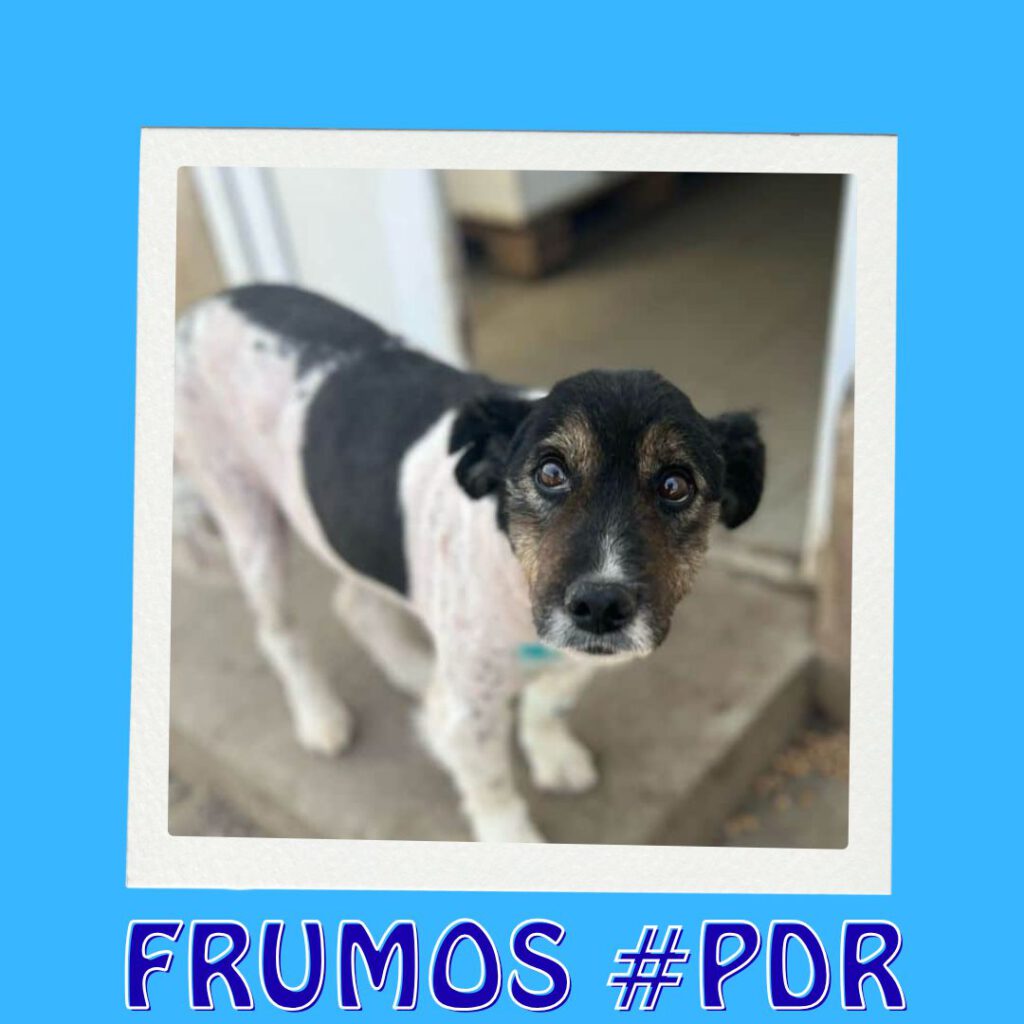 FRUMOS #PDR