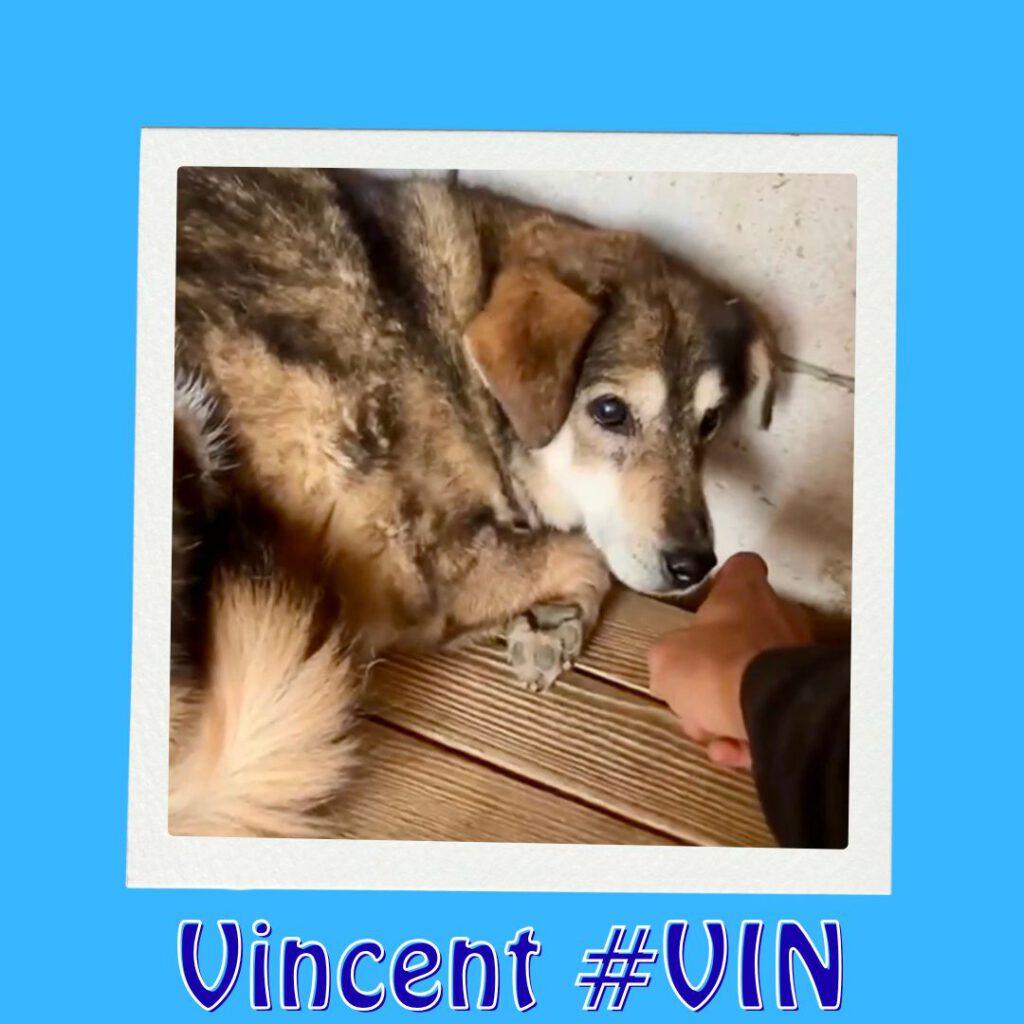 Vincent #VIN