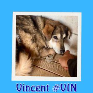 Vincent #VIN