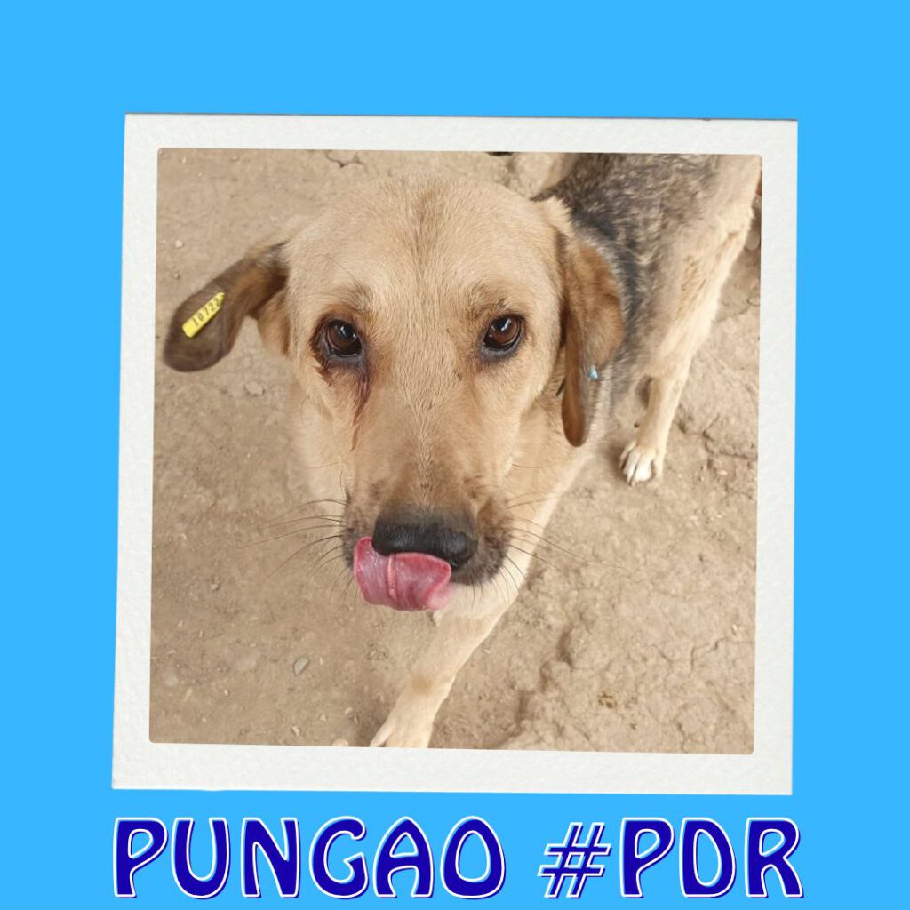 PUNGAO #PDR