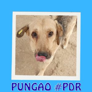PUNGAO #PDR