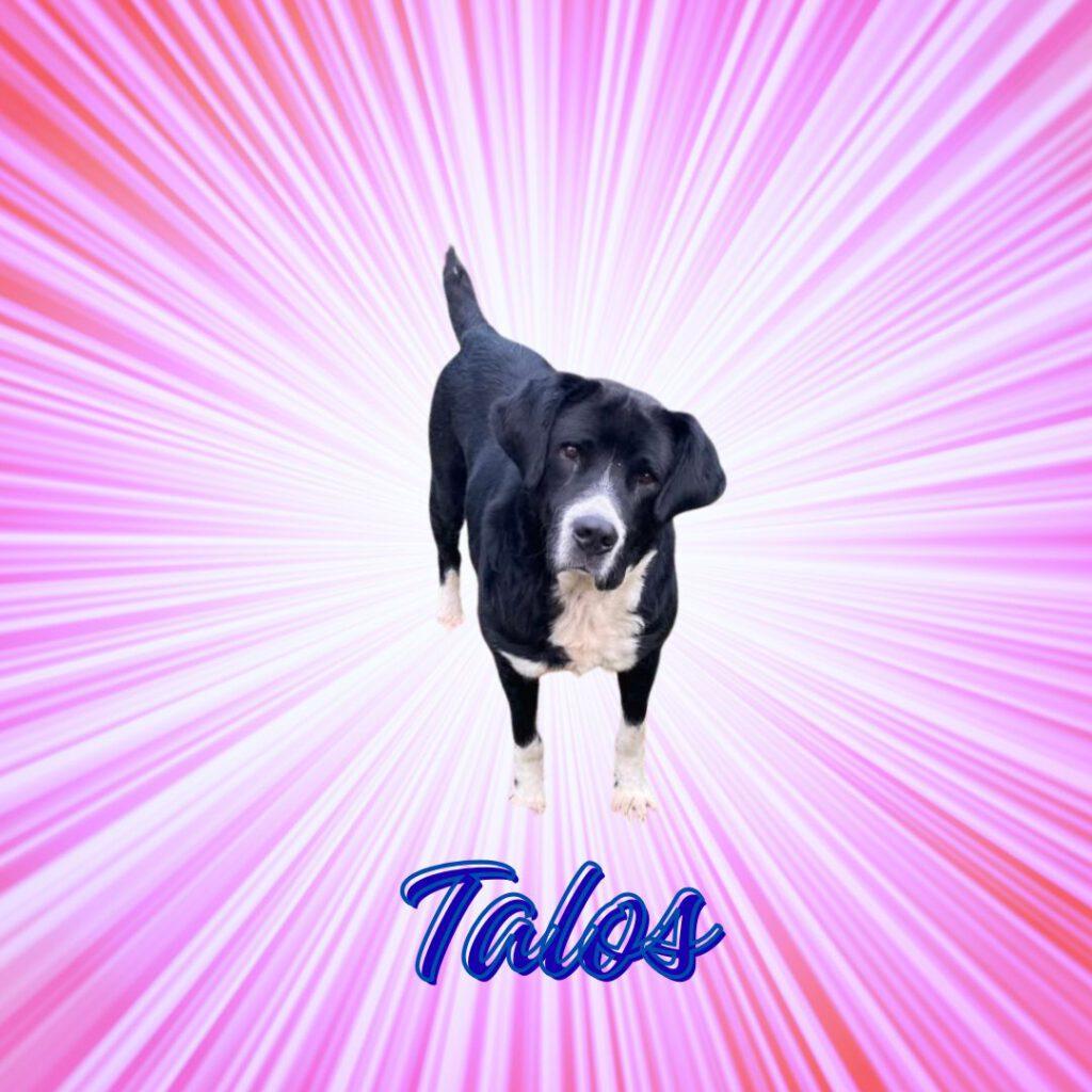 Talos_Vorschau1