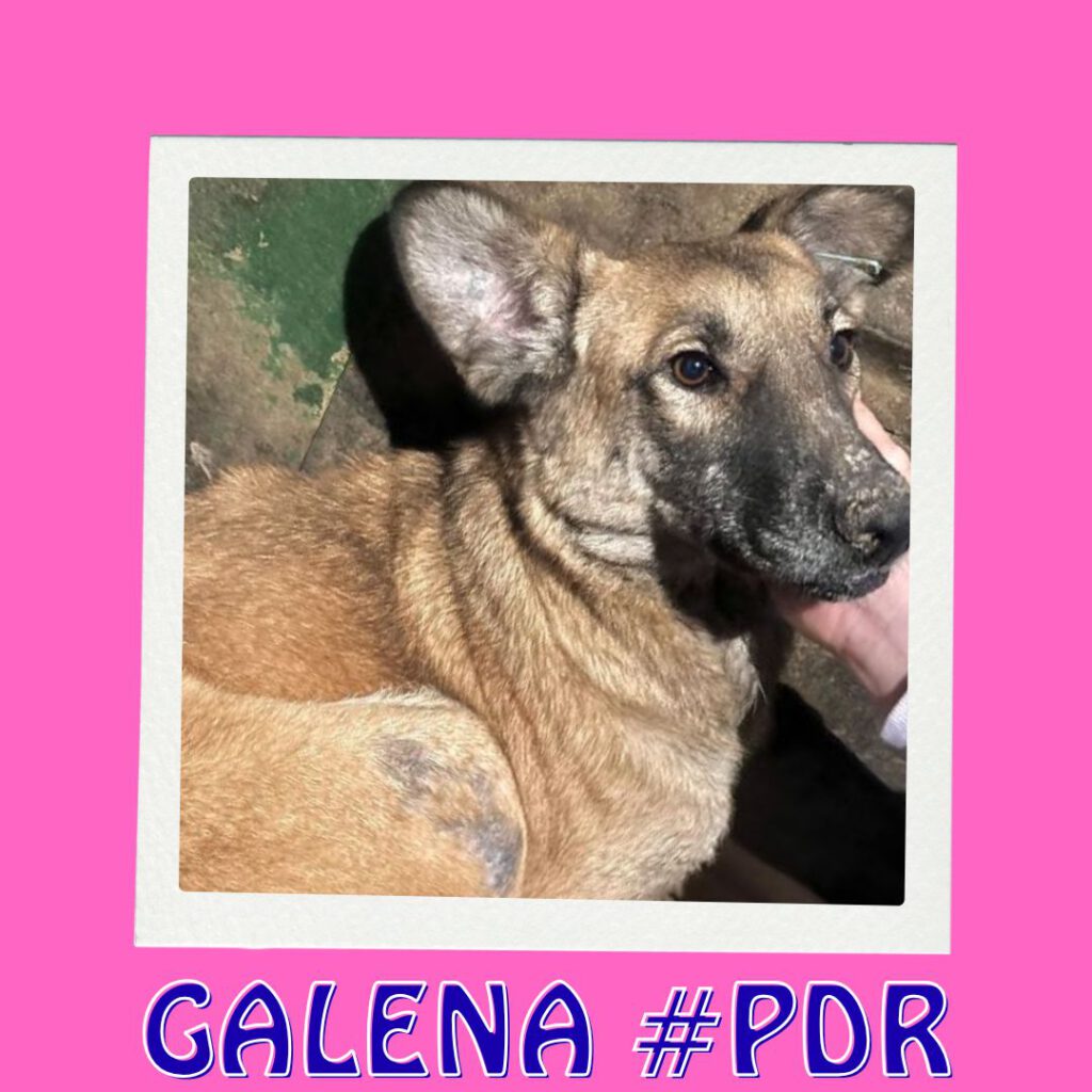 GALENA #PDR