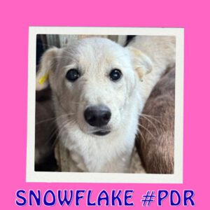 SNOWFLAKE #PDR