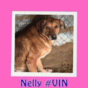 Nelly #VIN