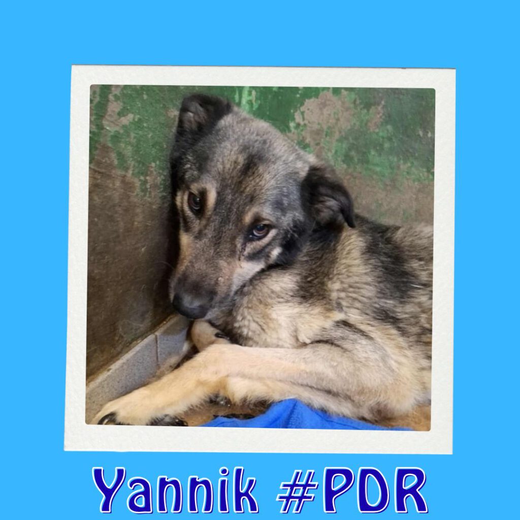 YANNIK #PDR