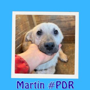 Martin #PDR
