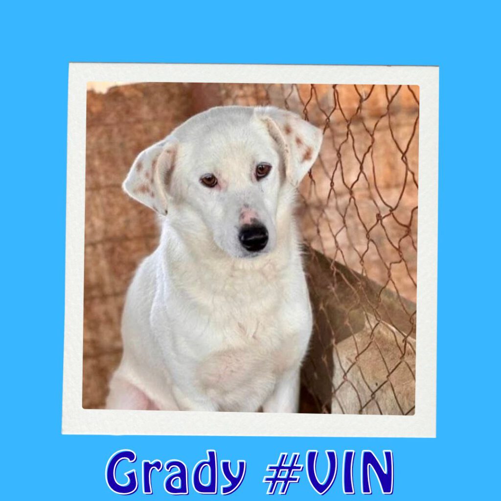 Grady #VIN_Vorschau