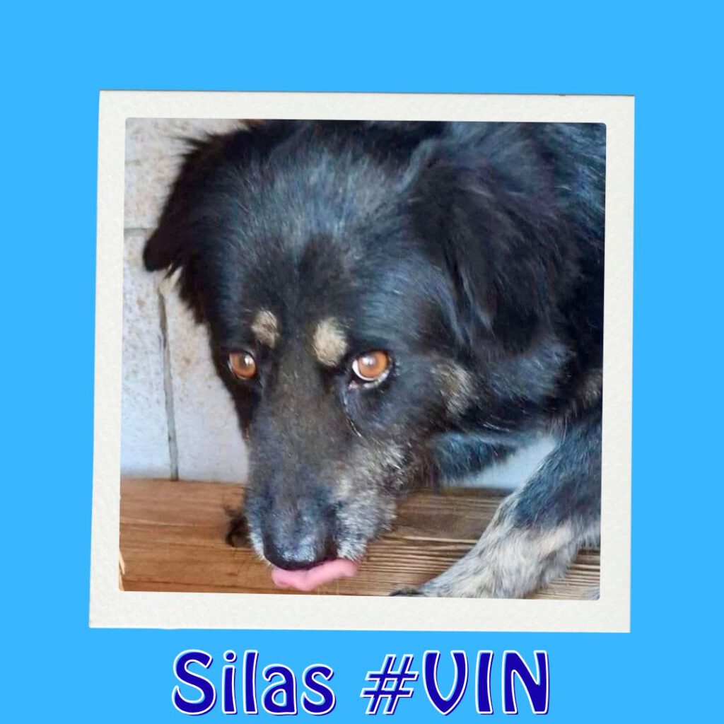 Silas #VIN_Vorschau