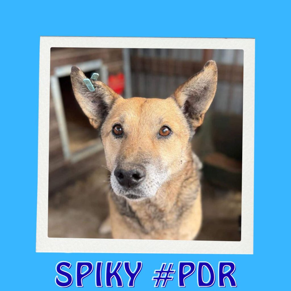 SPIKY #PDR_Vorschau1