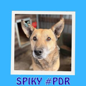 SPIKY #PDR_Vorschau1