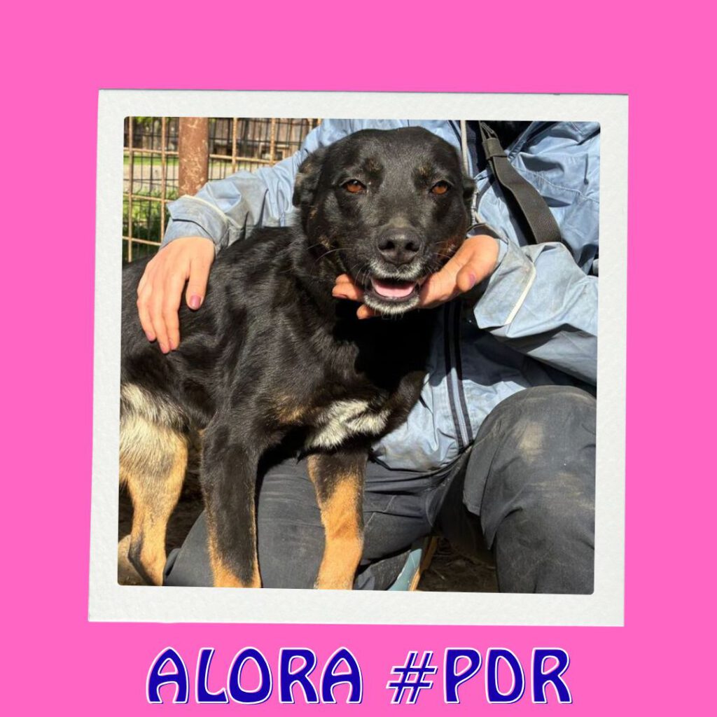 ALORA #PDR_Vorschau1