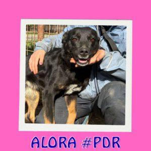ALORA #PDR_Vorschau1
