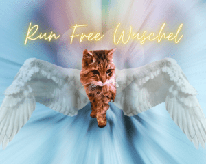 Wuschel_R.I.P._30.03.2026